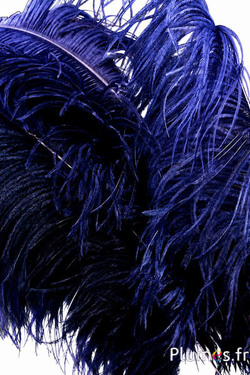 Struisvogel premium - 50-60 cm - nachtblauw